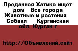 Преданная Хатико ищет дом - Все города Животные и растения » Собаки   . Курганская обл.,Курган г.